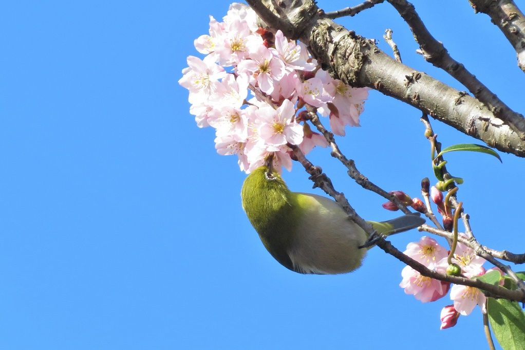 庭の鳥 彼岸桜メジロ ツバメ ジョウビタキ 大分金太郎の花鳥蝶月 楽天ブログ