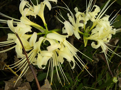 DSCN0231.jpg