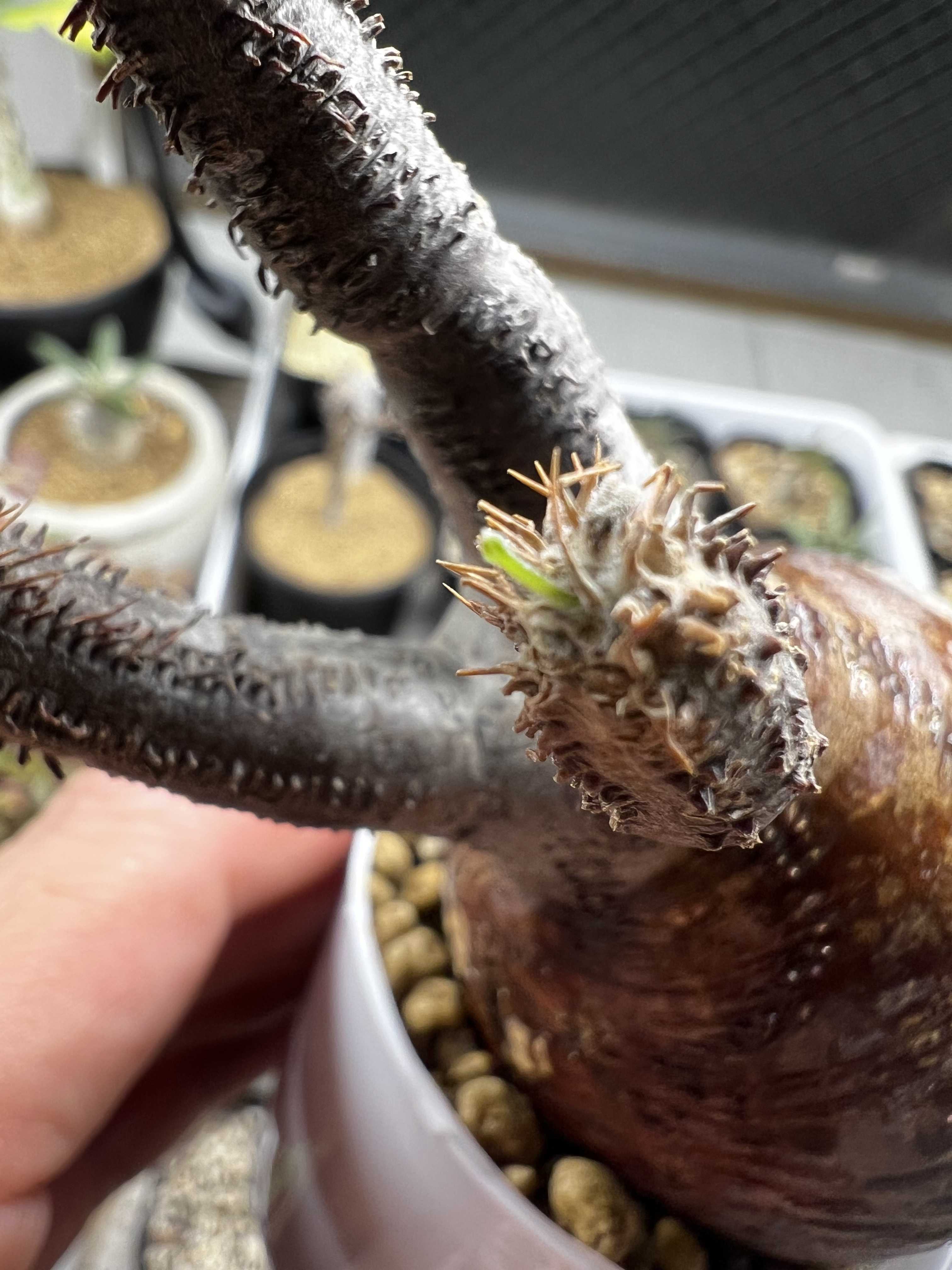 パキポディウム グラキリス 発根管理(土壌篇)② | 植物栽培