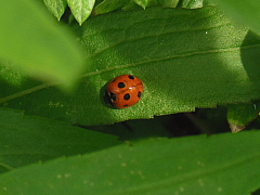 conv0325.JPG