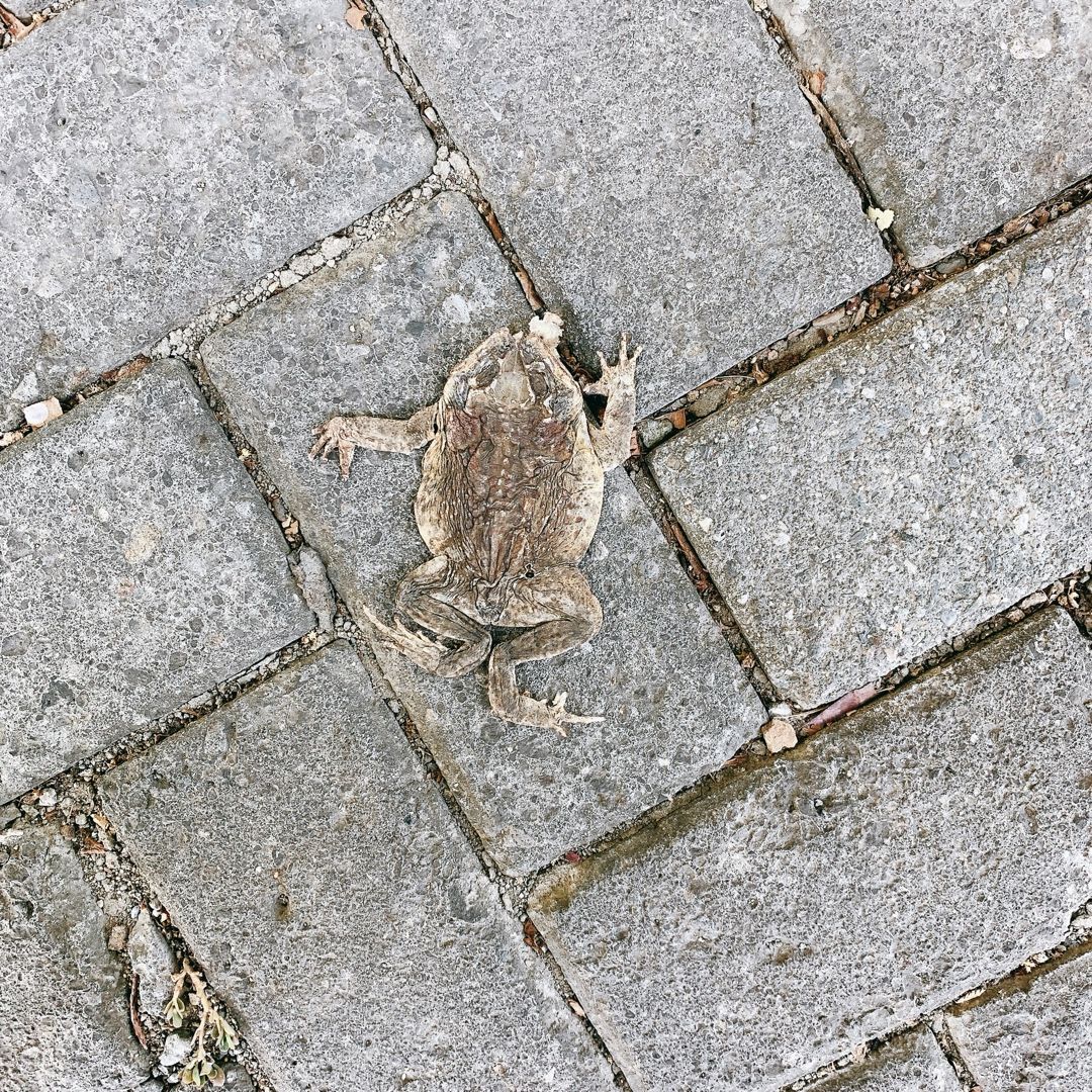 カエルがぺちゃんこ Jollibeeブログ 楽天ブログ