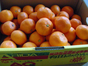 12-03mikan (1).JPG
