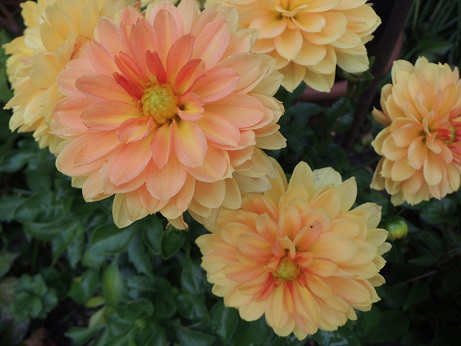 DSCN6571.JPG