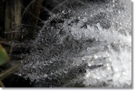 大野湊緑地公園-26 羽-4 15.1.21