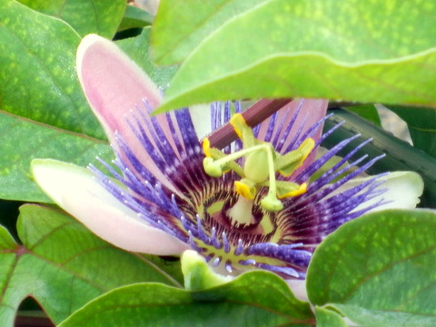 トケイソウの花