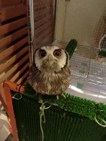20150731_月島・フクロウのみせ38あそんでー - コピー.JPG