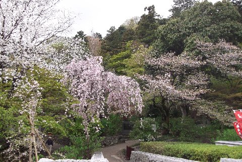 高幡不動枝垂桜2.jpg