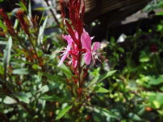 DSC00923.jpg