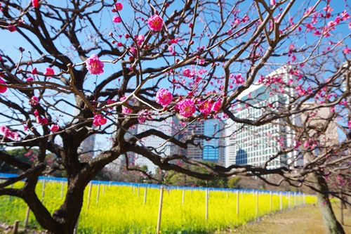 浜離宮恩賜庭園にて