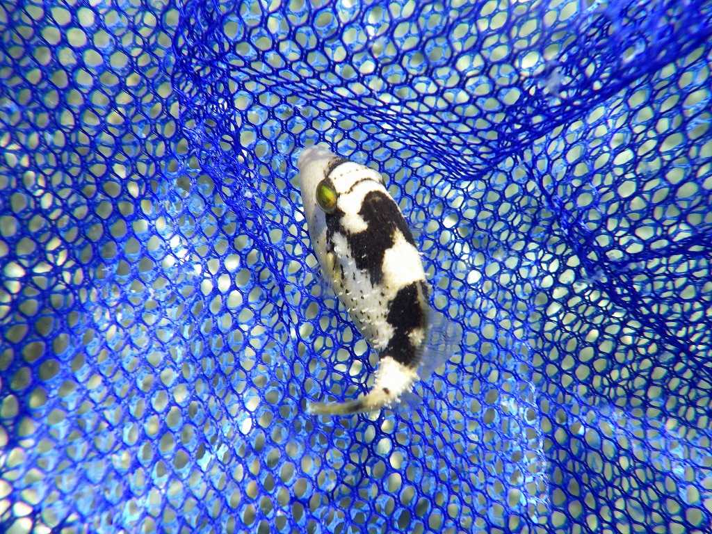 串本磯採集2021年7月下旬29　ゴマモンガラ（Balistoides viridescens）の幼魚