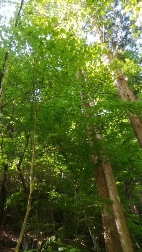 rblog-20180509052956-01.jpg