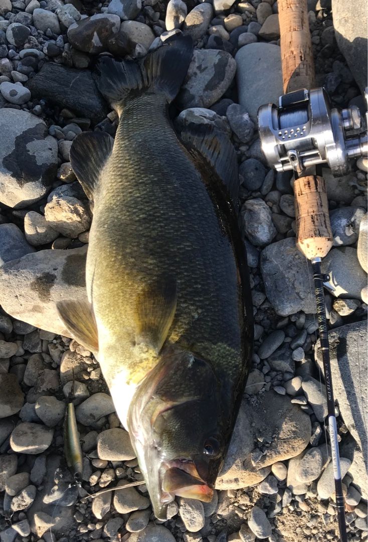 多摩川レッドペッパー そりたく1967のブログ 楽天ブログ