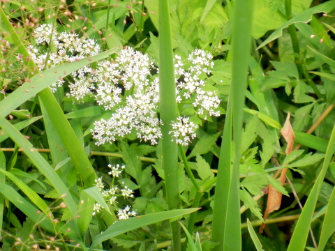 セリの花