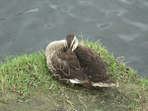 小池公園にて