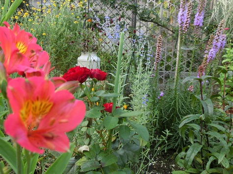 薔薇ラバグルート