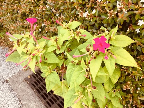 オシロイバナは夕方から咲く香る花 黒い鐘型の種中は白い粉 夕化粧 Four O Clockとも テヘペロ父ちゃんの 人生をとことん楽しむ 楽天ブログ