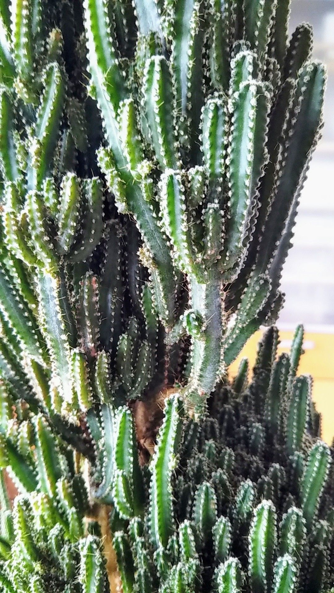 電磁波サボテン 15年物 病気と生きる 楽天ブログ