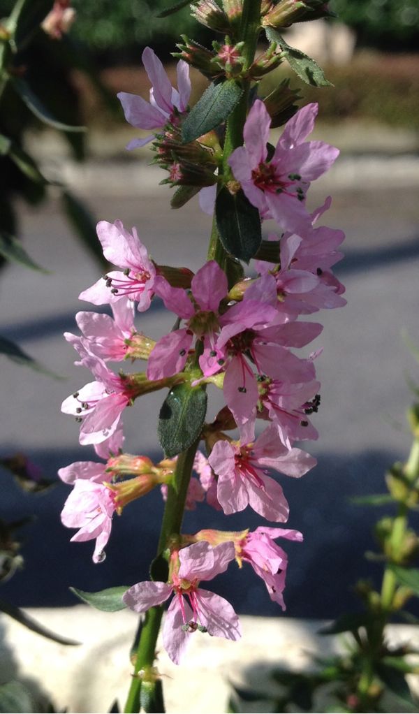 rblog-20140730130342-01.jpg