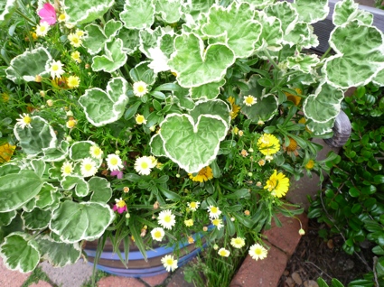2012.05.08ちぇりもやさん達とテ?ィス?ニーシー13.jpg