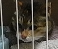 野良子はツィッターでね１