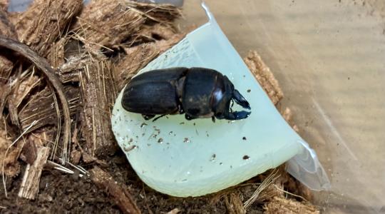 ボルネオ産 ミネットサビクワガタ WF1羽化！ | しまの昆虫飼育