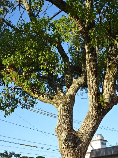 公園の木 あんず の ブログ 楽天ブログ