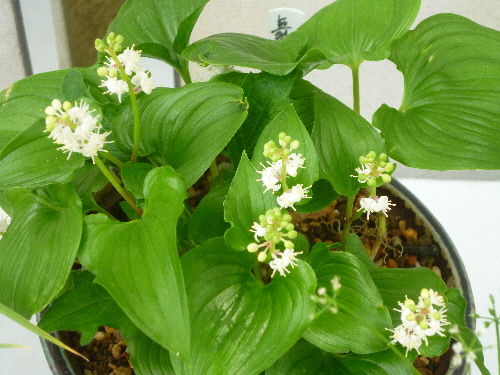 P1100346(1).JPG