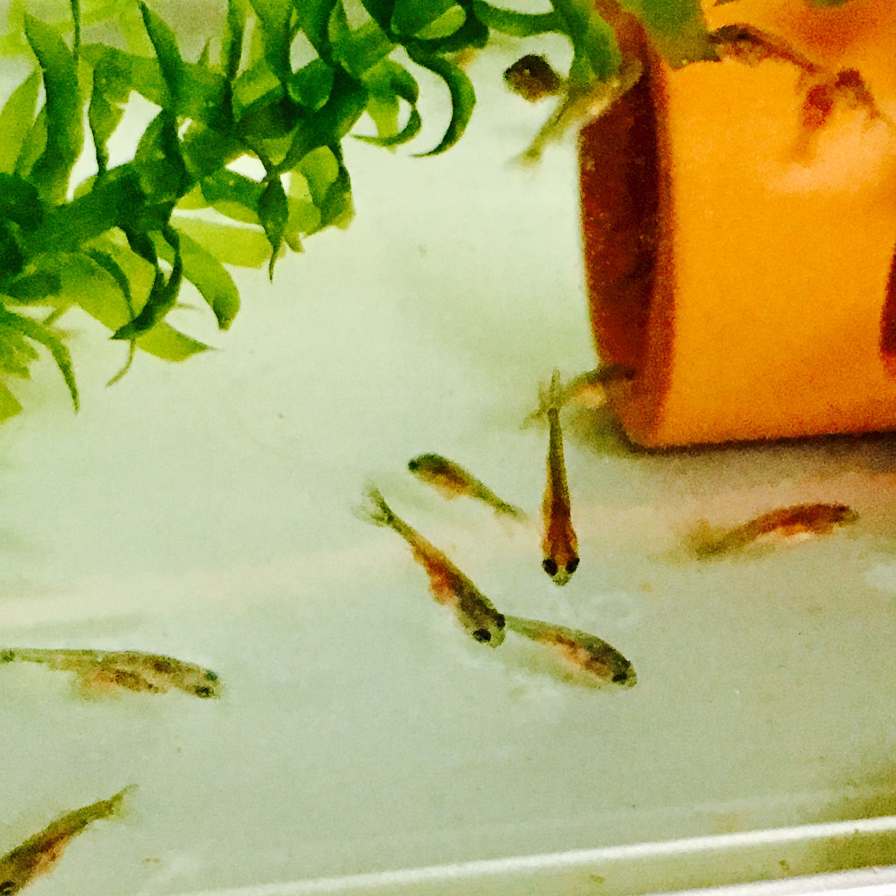 金魚 きままにのらりくらり 楽天ブログ