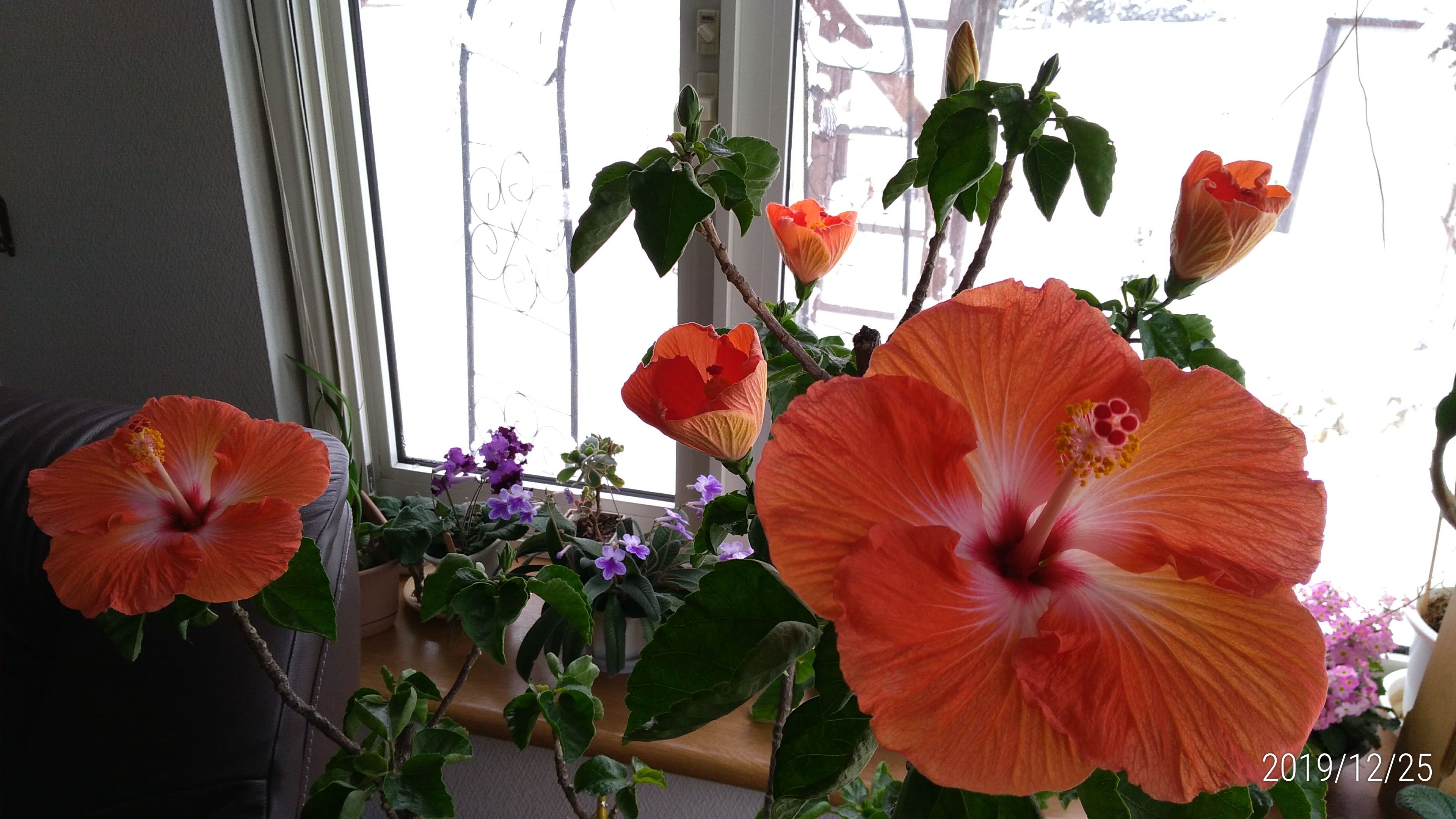 長寿のハイビスカス ルビーネックレスの花 花に癒されて 楽天ブログ