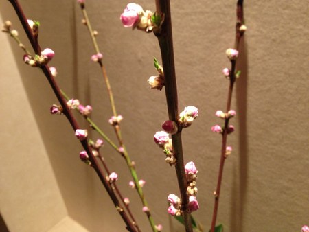2玄関　桃の花２450.jpg