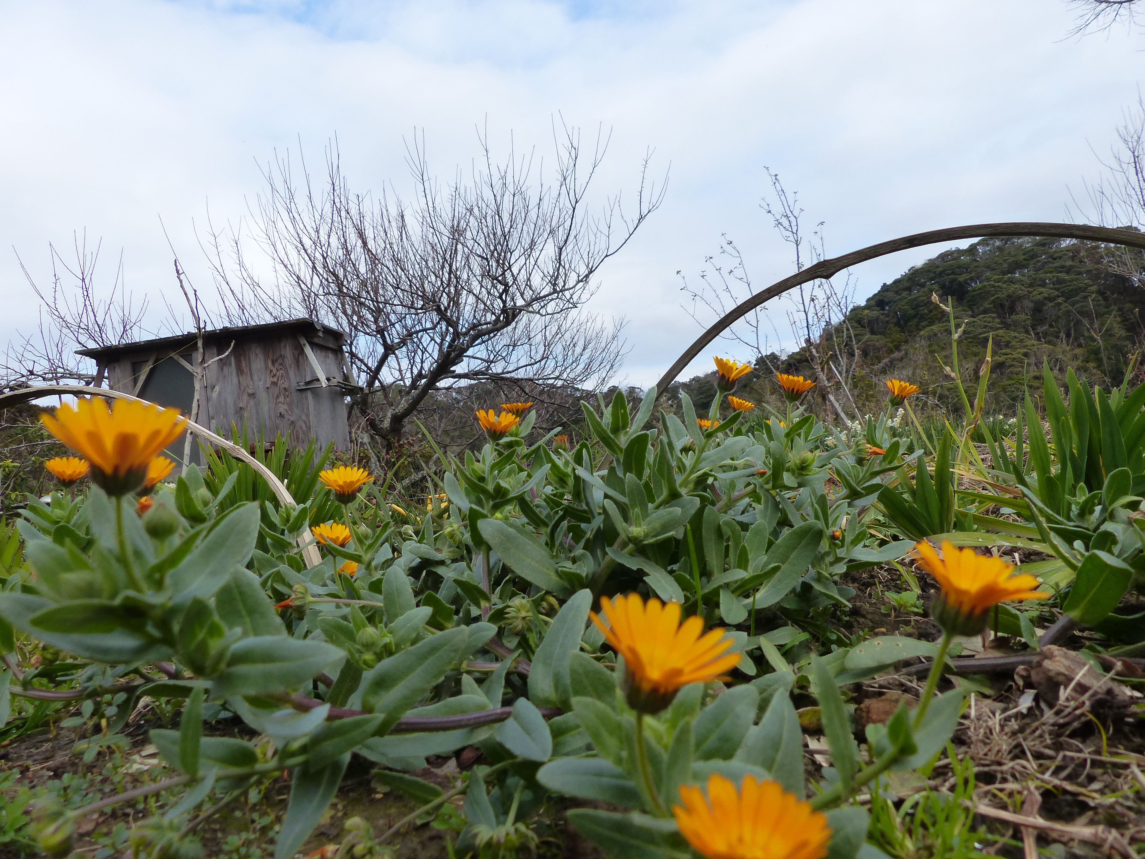 冬知らずの 可愛い花が 咲いていました オープンガーデン 楽天ブログ
