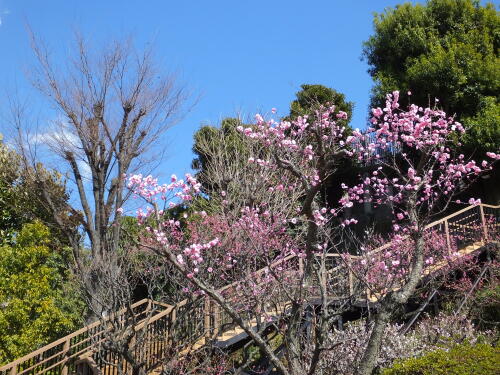 池上梅園にて