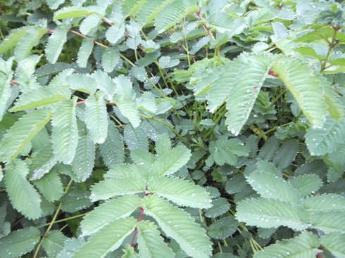 DSCF2164.JPG