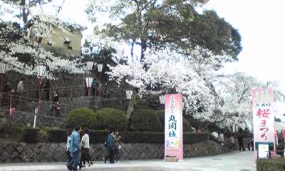 丸岡城桜まつり