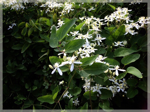 横浜イングリッシュガーデンの花