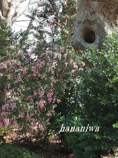 馬酔木と樹木.JPG