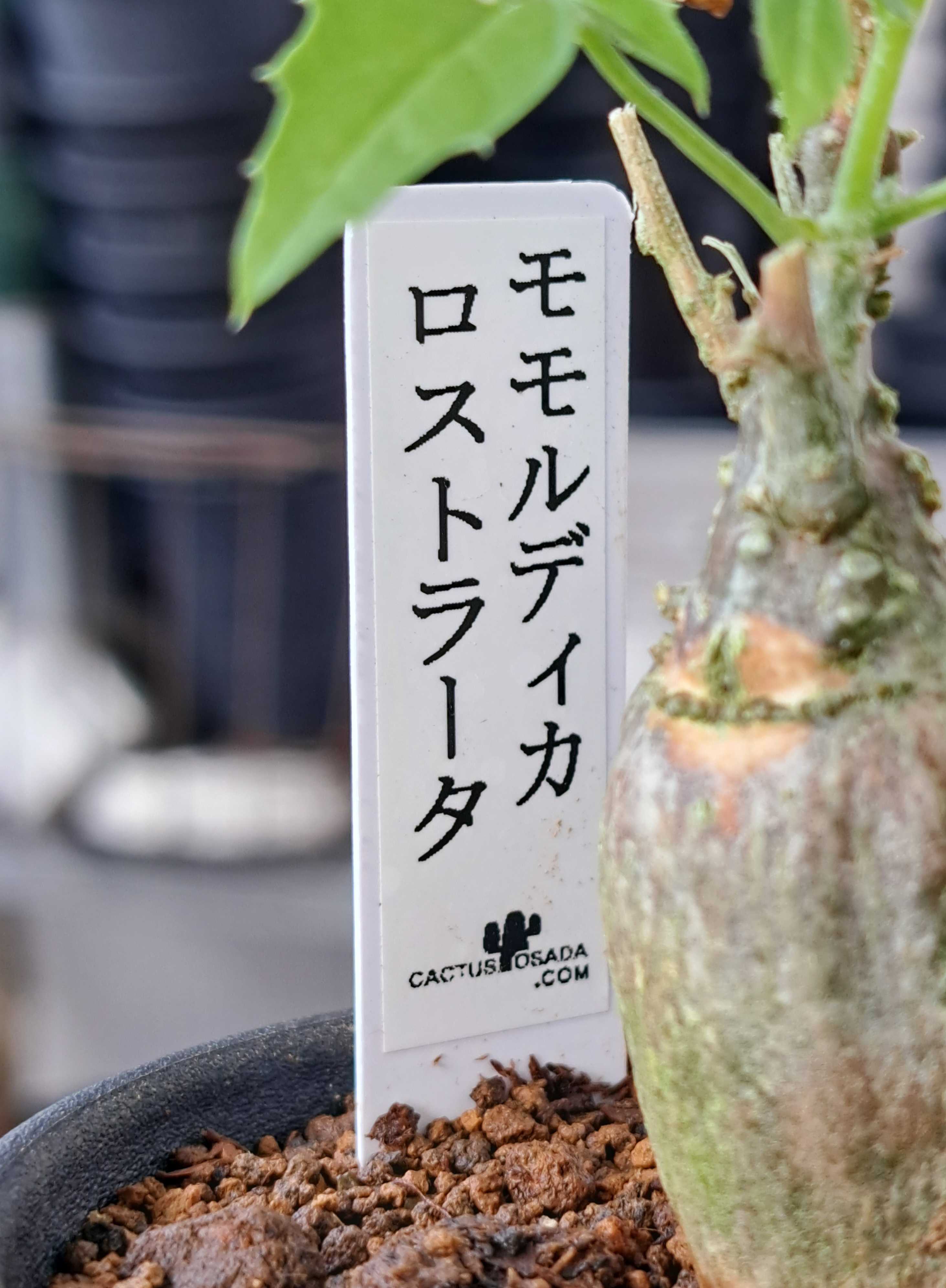 モモルディカ・ロストラータを買ったぞ！ | デルオの多肉日記