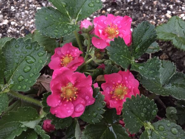 赤軸サラダほうれん草を花ごと食べる Papuchi Home 楽天ブログ