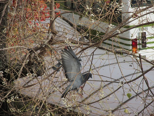 ナンキンハゼの実を食す鳩