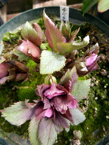 DSCN0791.JPG