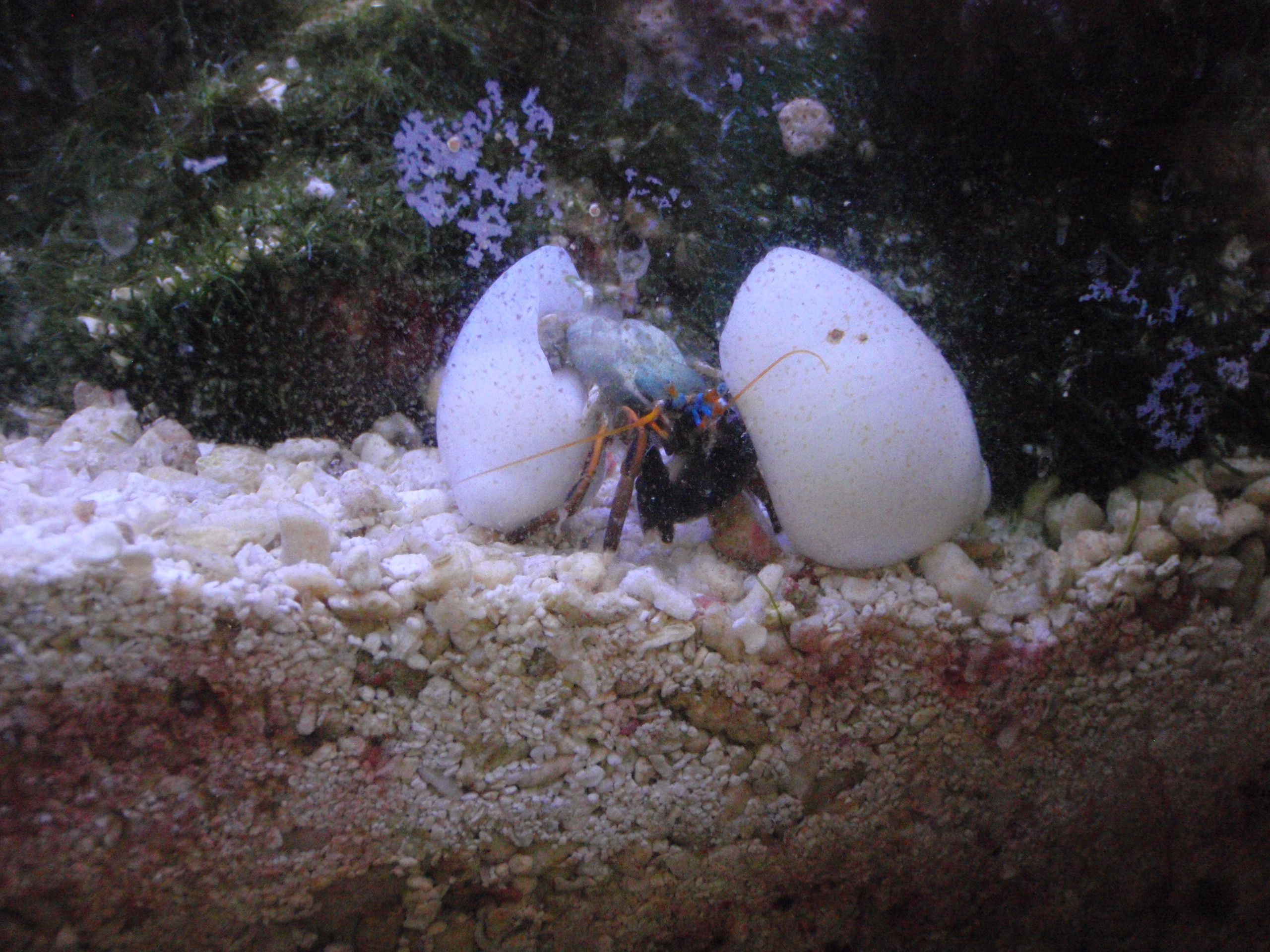 貝殻争奪 ２代目 蒼いイナズマ 楽天ブログ