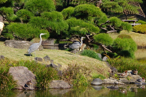 清澄庭園