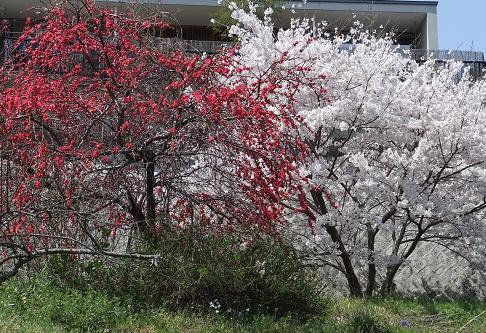 桃と桜.JPG
