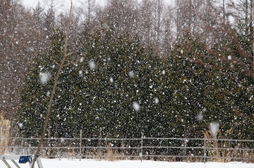 雪150301