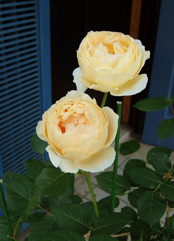 DSC_0748.JPG