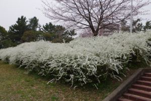 130329ユキヤナギ