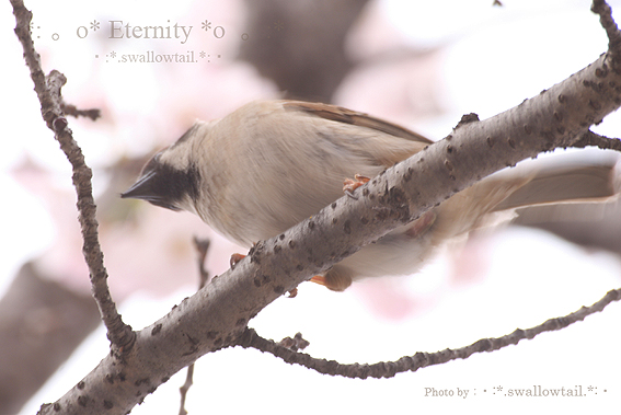 Photo by swallowtail　J.jpg