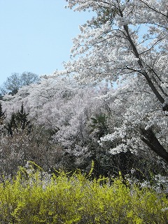 福島市・花見山5