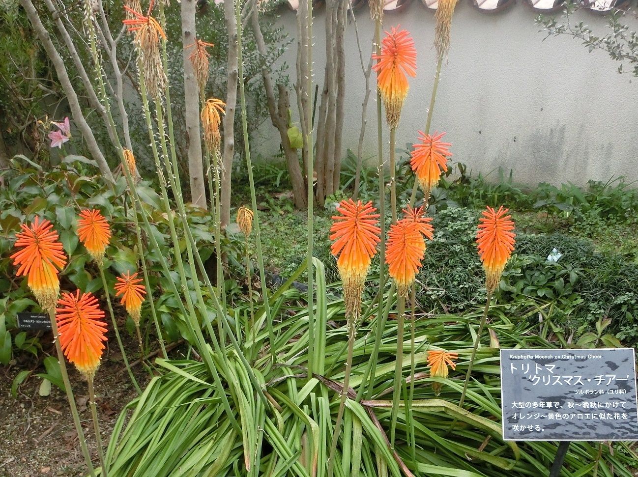 咲くやこの花館でみた トリトマ ボルネオソケイ だい のひとりごと 楽天ブログ