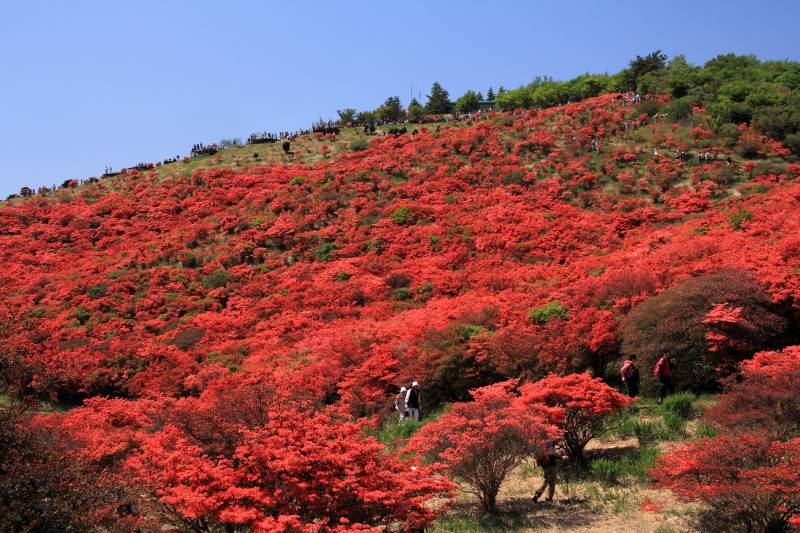 葛城山のツツジ_003.jpg